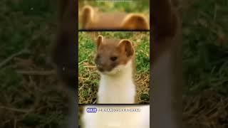 animalsfacts l The stoat  a fearless acrobat and rabbit hunter  Intresting fact about stoat l [upl. by Base236]