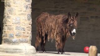 Philadelphia Zoo New Poitou Donkeys [upl. by Hillari924]