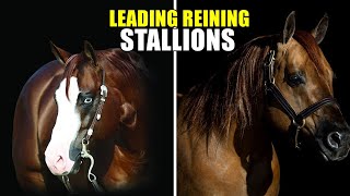 TOP 10 REINING BREEDING LEGENDS horses reining reininghorse [upl. by Garihc]