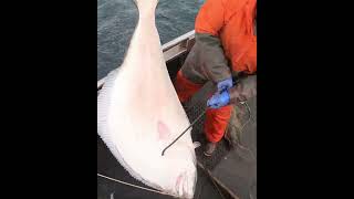 Fighting a Giant Halibut over the rail in Alaska dangerousjobs alaskanhalibut halibut fishing [upl. by Cordova]