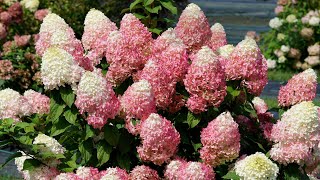 5 MustHave Proven Winners Hydrangeas to Plant this Fall [upl. by Adnawad]