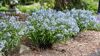 Common Amsonia Types and Varieties to Try  Walters Gardens [upl. by Packston242]