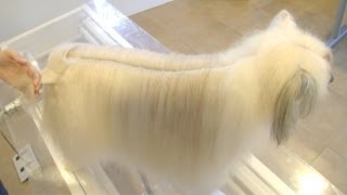 PELUQUERIA CANINA CRESTADO CHINO  GROOMING CHINESSE CRESTED HAIRLESS  POWDERPUFF [upl. by Conall]