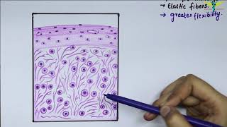 Histology Of Elastic Cartilage [upl. by Gabel520]