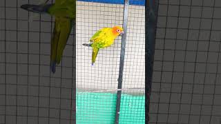 Yellow Parrot Talking [upl. by Prochora]