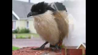 Coucal singing for his supper [upl. by Eseilanna]