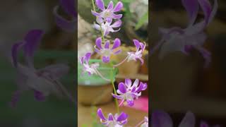 Aerides flower 🥰 GreenWorldLD greenworldld flowers gardenworld green Aeridesflower  nature [upl. by Ahsika392]