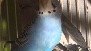 Female BudgieParakeet Chirping Cotton [upl. by Namqul100]