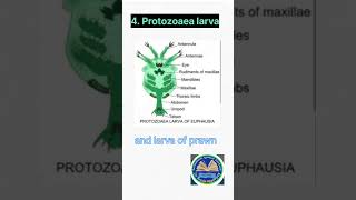 Larval forms of arthropoda tensiongonenotes shorts [upl. by Tanner]