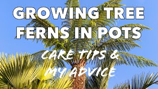 Growing Tree Ferns in Pots amp Containers  Care Tips amp My Experiences [upl. by Silden659]