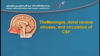 The Meninges dural venous sinuses and circulation of CSF [upl. by Bert]