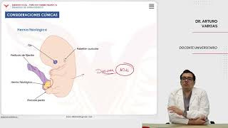 Embriología Desarrollo del sistema digestivo Consideraciones clínicas [upl. by Nelle]