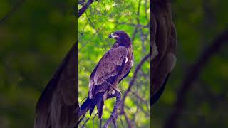 Steppe Eagle eagles birds wildlife [upl. by Ahsiekal]