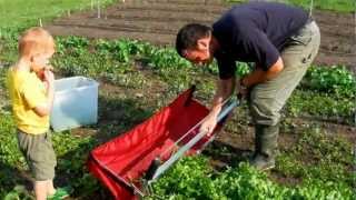 Harvesting Arugula with a Greens Harvester [upl. by Jotham]