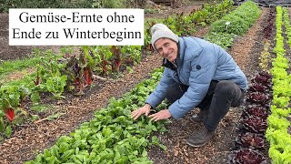 GemüseErnte ohne Ende zu Winterbeginn 🍀Herrliches Frischgemüse aus der kalten Jahreszeit [upl. by Anaitit]