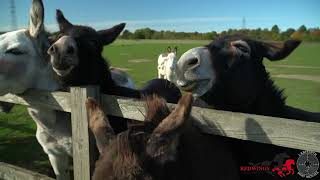 Redwings donkeys and horses [upl. by Crowe602]