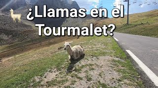 ¿Llamas en el Tourmalet Por qué 🦙🦙⛰️😮 [upl. by Nocaed]