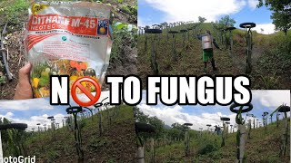 PAANO MAGSPRAY NG DITHANE FUNGICIDE SA DRAGON FRUIT  HOW TO USE DITHANE FUNGICIDE [upl. by Ardnad]