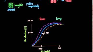 OxygenHemoglobin Dissociation Curve [upl. by Nennerb]