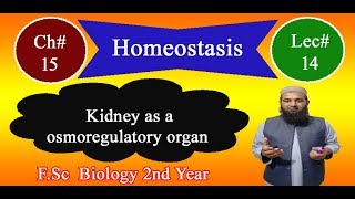 Biology Ch15Lecture14 Kidney as a osmoregulatory organ FSc 2nd Year [upl. by Enilrae]