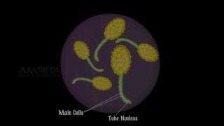 Plant Reproduction in Angiosperms [upl. by Eus]