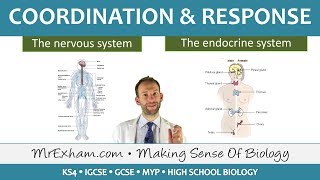 Coordination and Response  GCSE Biology 91 [upl. by Eatton]