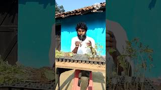 tomato Grafting farming howtogroweggplant seedlingtray [upl. by Nonrev]