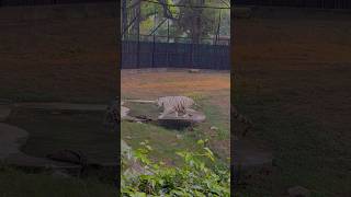 White Tiger Naha Raha h trending travel travelblog vlog minitravelvlog travelvideo akash [upl. by Philippa]