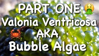 Valonia Ventricosa AKA Bubble Algae  Part One [upl. by Odnomar82]