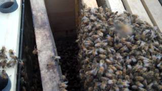 Bonnie The Beekeeper Installing CARNIOLAN Honey Bees [upl. by Noiztneb]