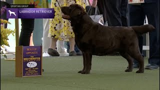 Retrievers Labrador  Breed Judging 2023 [upl. by Mich]