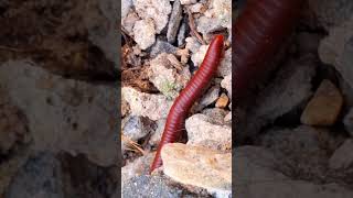 babyanimals 3millipede nature animals insects babymonkey [upl. by Gusella]