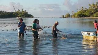 Rabbit fish season in Pohnpei Micronesia [upl. by Sundberg]