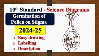 Germination of Pollen on Stigma diagram DRAWING  LABELLING  SSLC  SCIENCE  Biology [upl. by Eihtur447]