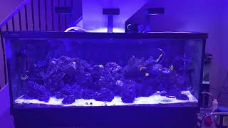 150g FOWLR Saltwater Tank [upl. by Occir966]