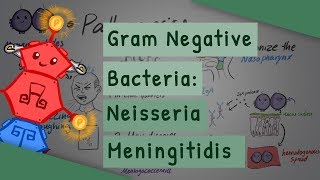 Gram Negative Bacteria Neisseria meningitidis [upl. by Ainollopa181]