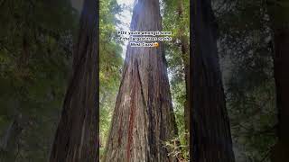 The Redwoods are the best 🤭 fyp foryoupage adventure hiking nationalpark [upl. by Allerym774]