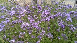 Phacelia Ein Bienenparadies [upl. by Kealey367]