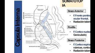 VIA PIRAMIDAL CORTICONUCLEAR [upl. by Cirnek]