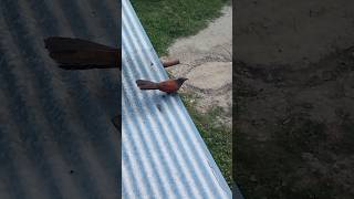 Greater Coucal Bird 😲  Unique Life [upl. by Thain]