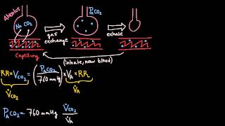 Respiration  Alveolar Ventilation Equation [upl. by Linzer]