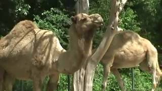 The Dromedary Camel Camelus Dromedarius One Hump [upl. by Ainnek854]