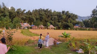 Harvesting Friends paddy🌾🌾🌾 [upl. by Ennoryt177]