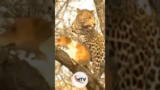 Leopard Catches Domestic Dog Unexpected Happened [upl. by Ahsitniuq]