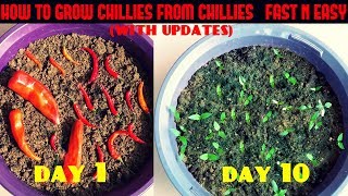 How to Grow Chillies from Chillies at Home Fast N Easy [upl. by Nyral68]