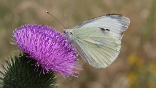 1 minuut natuur Drinkend groot koolwitje [upl. by Htor91]