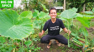 How to Eat TARO STEMS  Full Harvest  Cooking Thai Food  Organic Farm in Chiang Mai [upl. by Pruter]