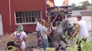 Carriage horse collapses in downtown Salt Lake City street [upl. by Kerns610]