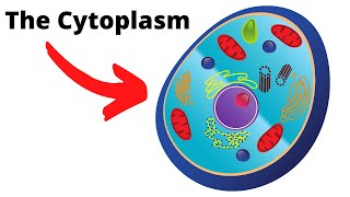 CytoplasmThe important fluid of the cell [upl. by Woermer]