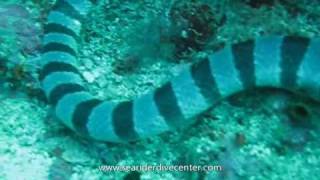 Sea Kraits Banded Sea Snake [upl. by Uball859]